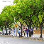 Censo Forestal avanza en las principales pistas de la Capital